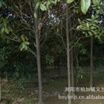 中部苗木基地強力供應——瀏陽市柏加鎮義蘭苗圃第4頁推出竹柏等優質苗木