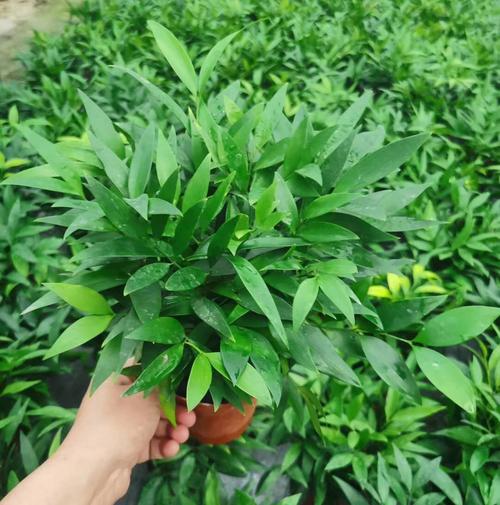 一抹清雅，一室生機 基地直供110竹柏盆栽的靜美生活
