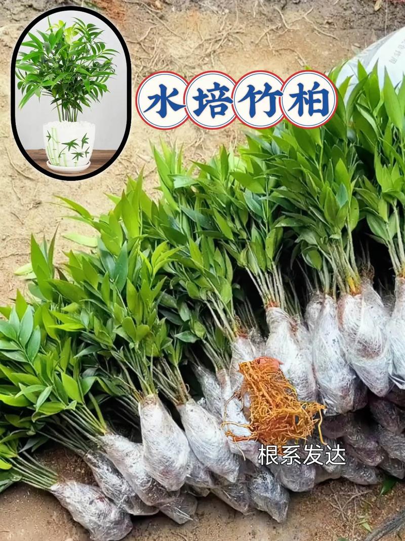 竹柏水培 從入門到精通的養護指南